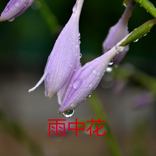 玉梅君若依雨中花