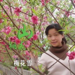 山桃花