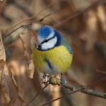 森林中的鸟：自然鸟的声音
