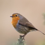 唱歌的鸟（可循环播放）：森林中的鸟
