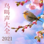 鸟叫声大全2021: 纯净自然声, 放松冥想静心音乐, 春季冥想
