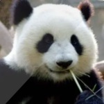 方志四川 熊猫篇 第1集 大熊猫的发现