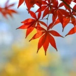 我的留声机