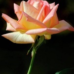 人生就是一场艰难的跋涉