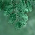 心语树洞