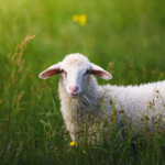 可可托海的牧羊人 各版本 | 枕边轻音