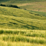 深山夏牧场