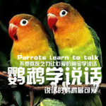 鹦鹉学说话|萌宠必备|鹦鹉学习必备|准备学说话的鸟类必备