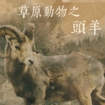 草原动物6：头羊