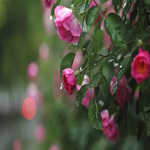 蔷薇雨