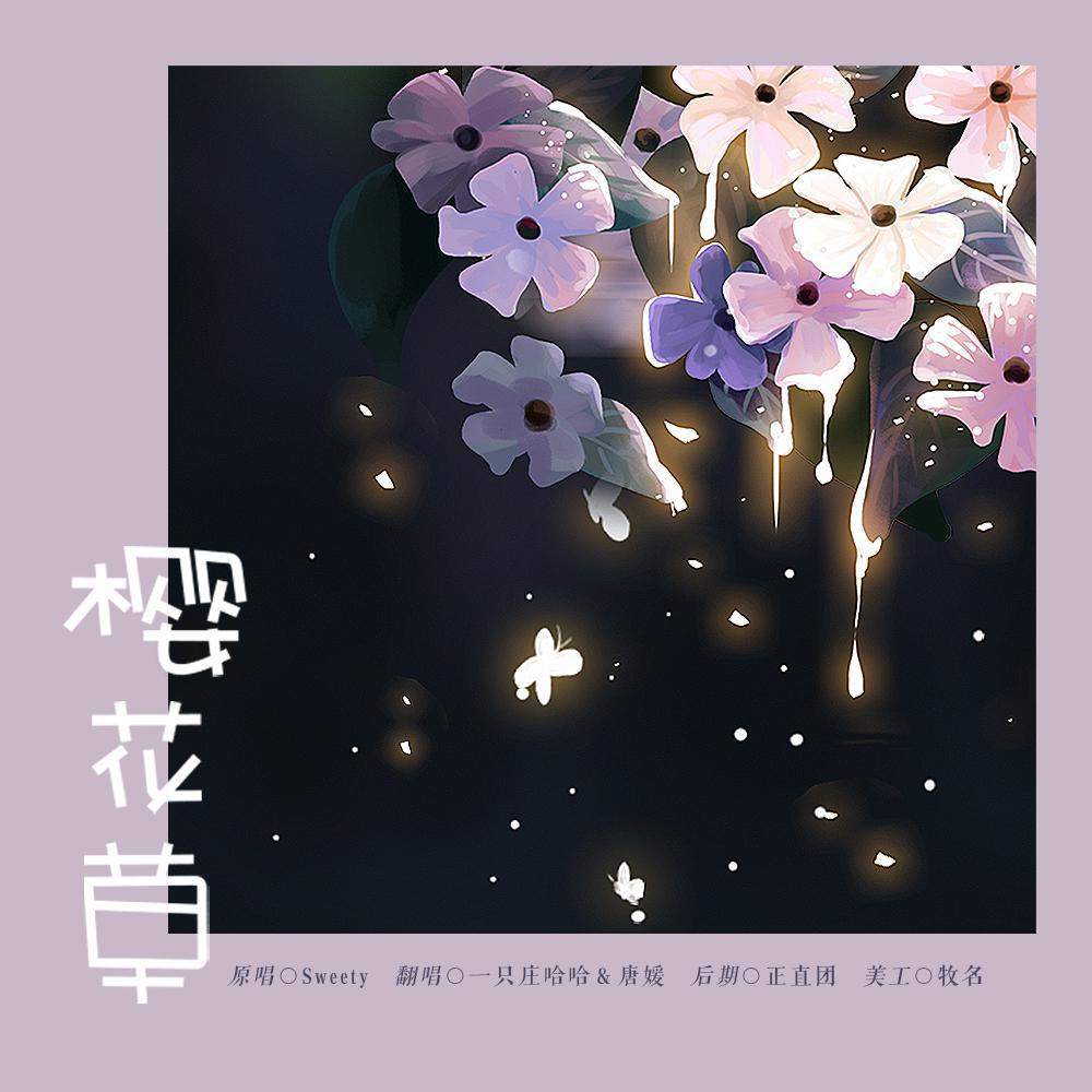 樱花草歌词(樱花草歌词意思表达什么)