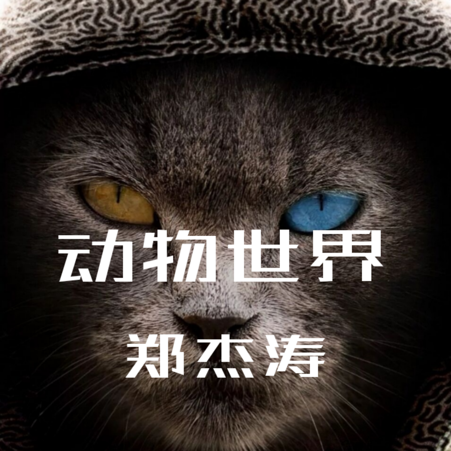 动物世界歌曲(动物世界歌曲陈楚生)