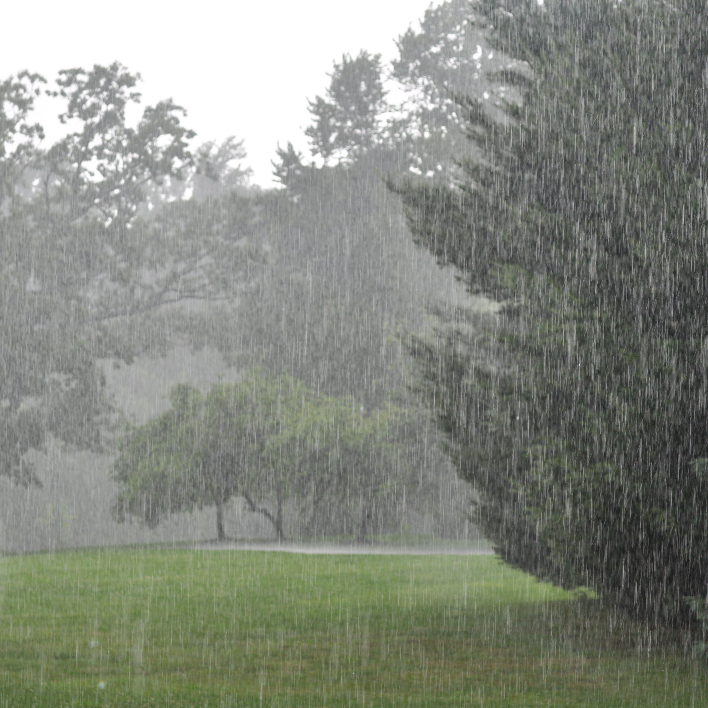 森林里下雨声/助于睡眠/疗愈解压/放松/冥想/解除疲劳/咖啡厅7