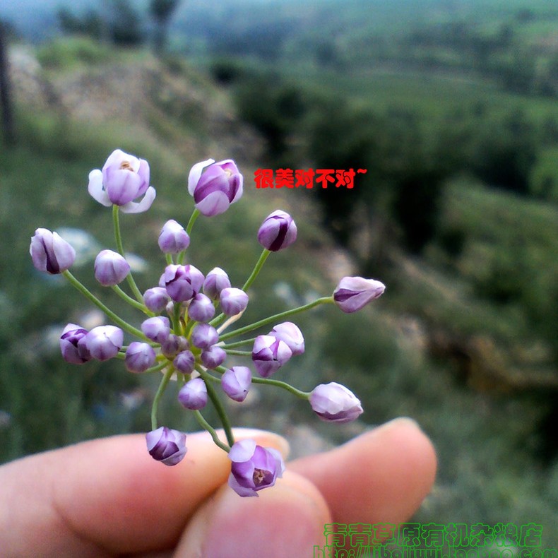 扎蒙花炝油的用途图片