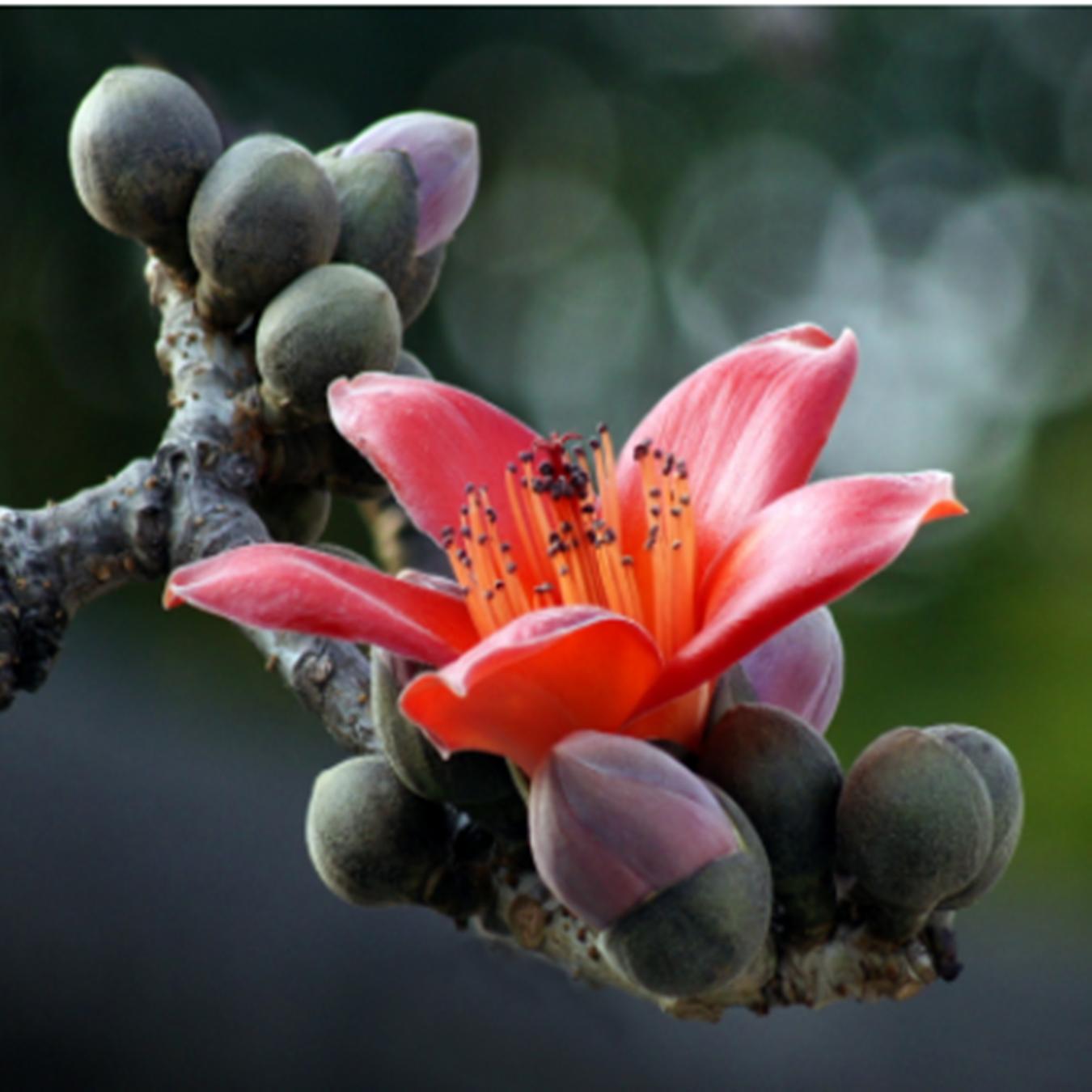 青海花儿十二月花果图片