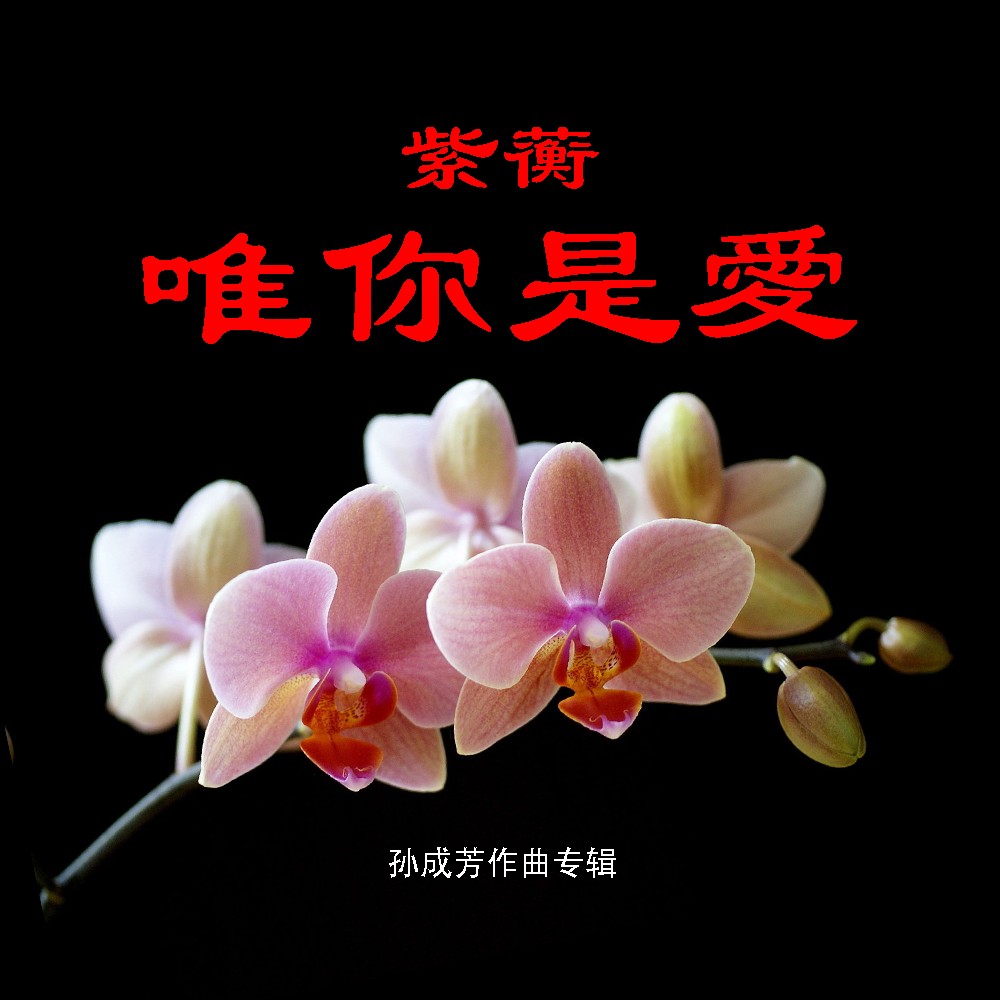 外部播放此歌曲>紫蘅 痴情花痴情花作词:李会泉作曲:孙成芳原唱:紫