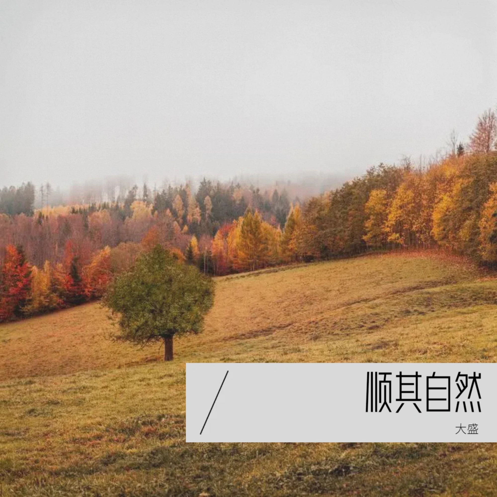 顺其自然歌曲(好多事要学会顺其自然歌曲)