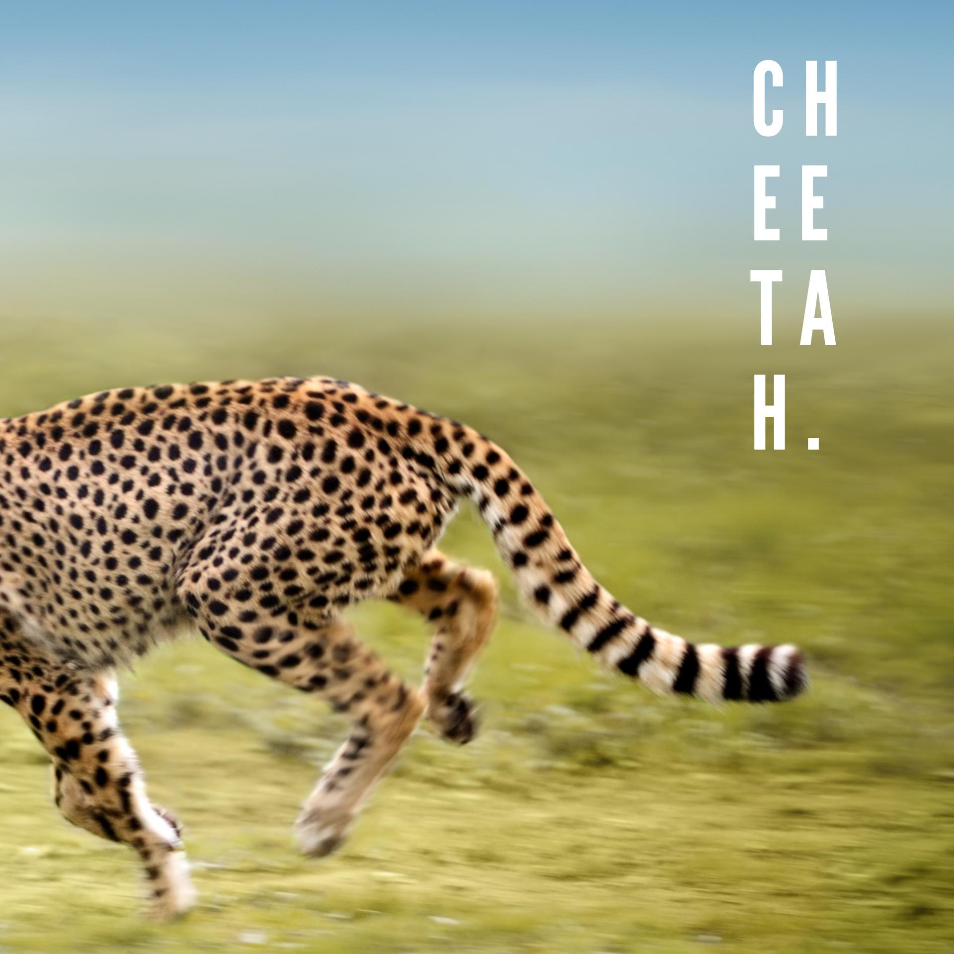 cheetah壁纸图片