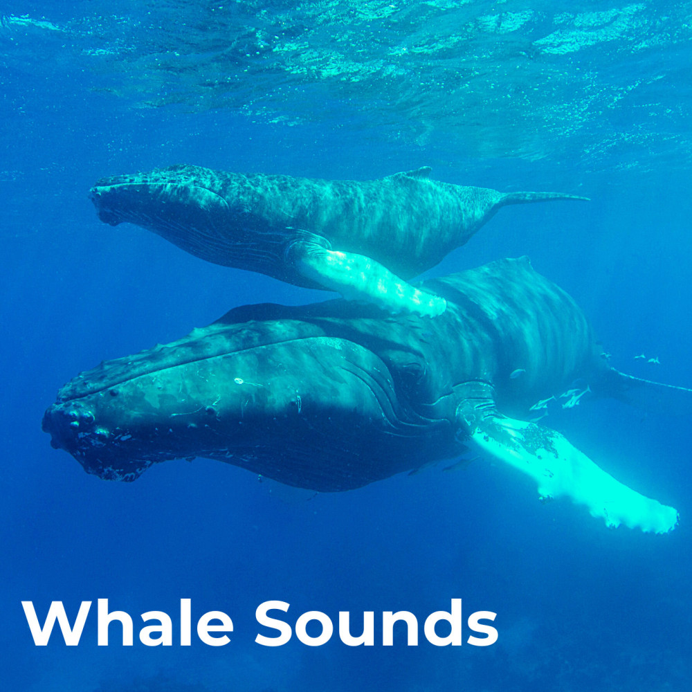 whale sonics