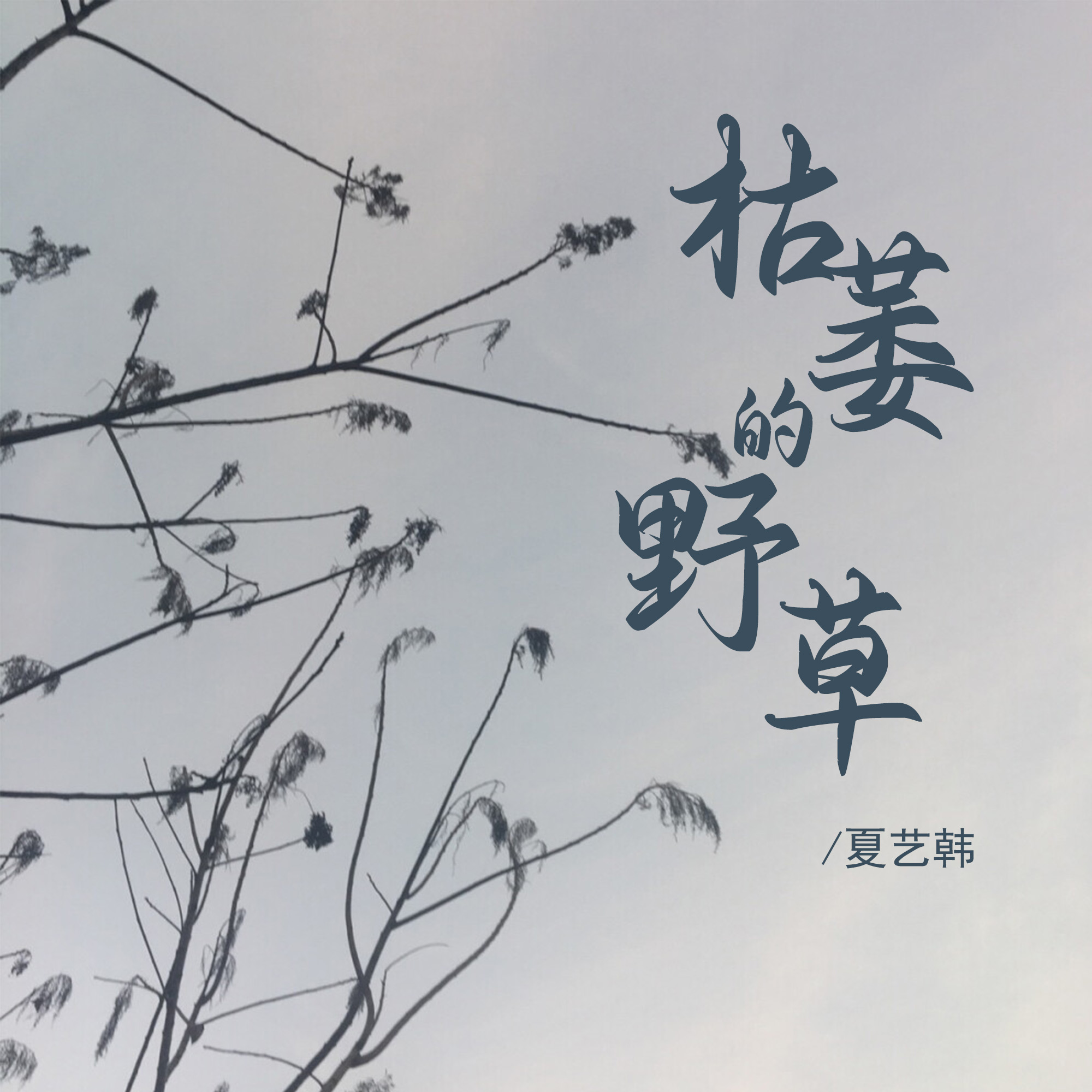野草歌曲(野草歌曲歌词)