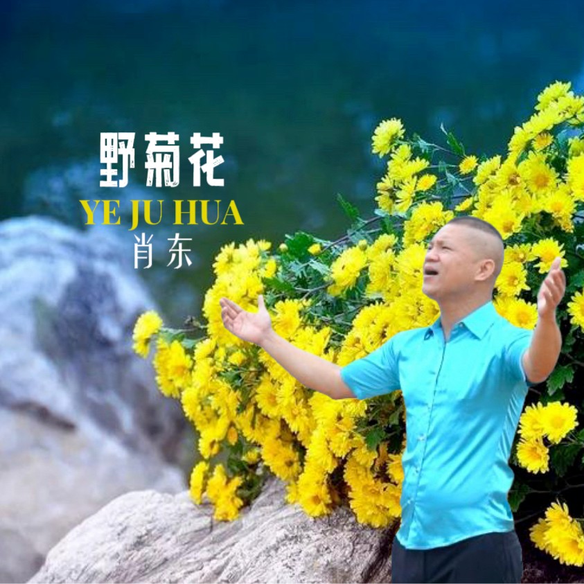 野菊花歌曲(野菊花歌曲赵照歌谱)