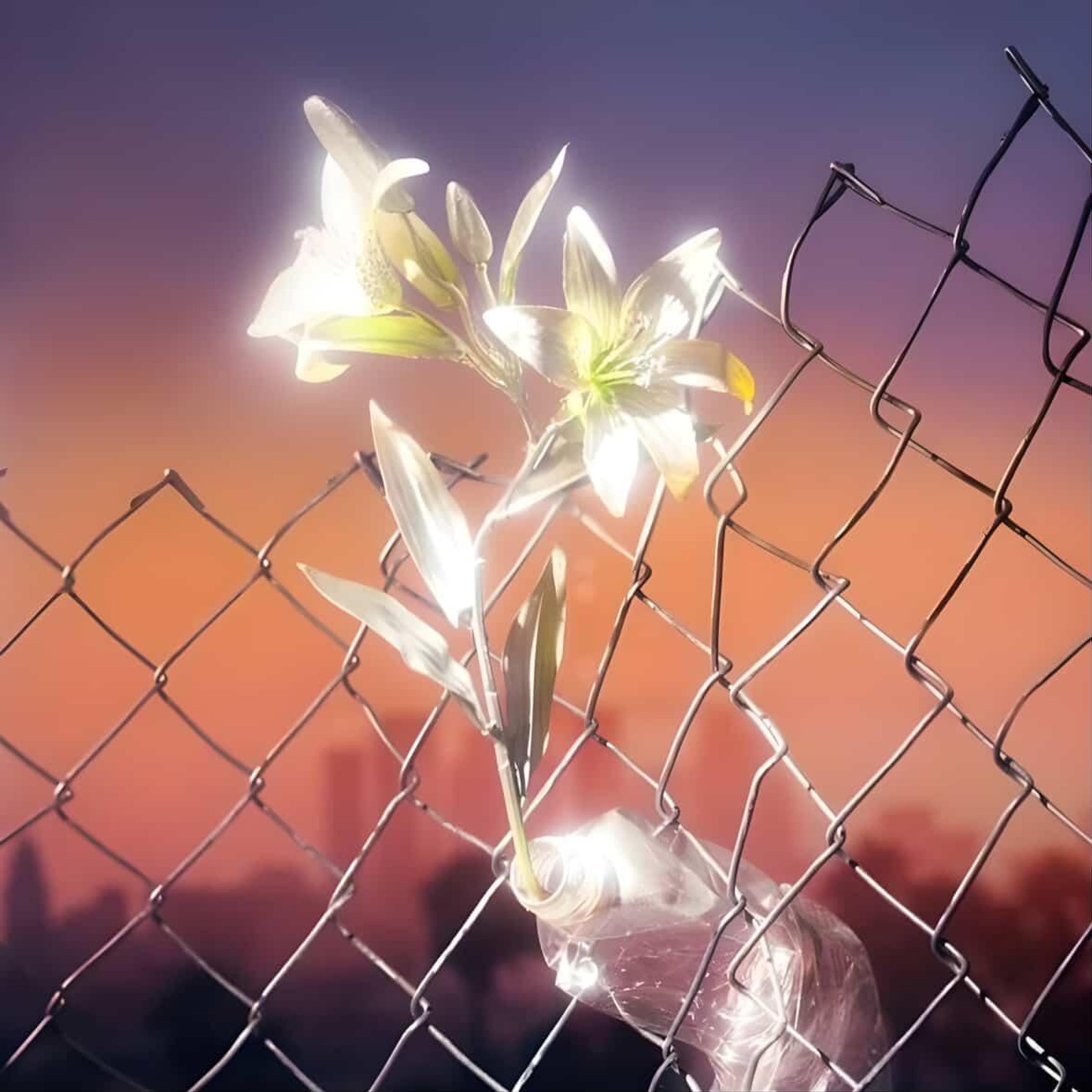 safemoon，safemoon币