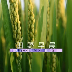 療愈  大自然 減壓 白噪音 田野早晨