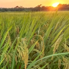 小学四年级语文上册